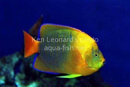 Clarion Angelfish, picture 6