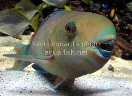 Common Parrotfish picture 5