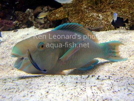 Common Parrotfish picture 6