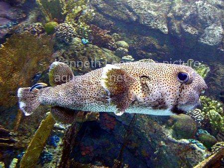 Spot-Fin Porcupinefish picture no. 10