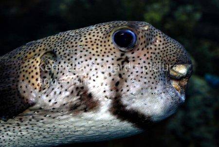 Spot-Fin Porcupinefish picture no. 14