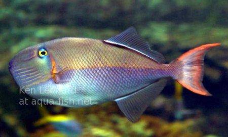 Bluelined Triggerfish, picture no. 1