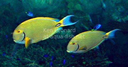 Eyestripe Surgeonfish picture
