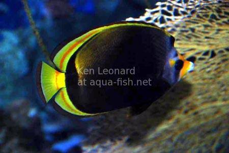 Black Butterflyfish, picture 1