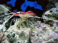 Cleaner Shrimp picture /></a><br />
<br />
 <h3 class=