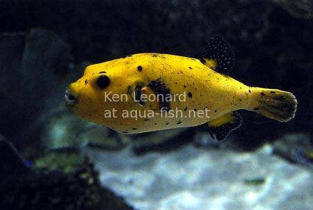 Golden Puffer, picture no. 7