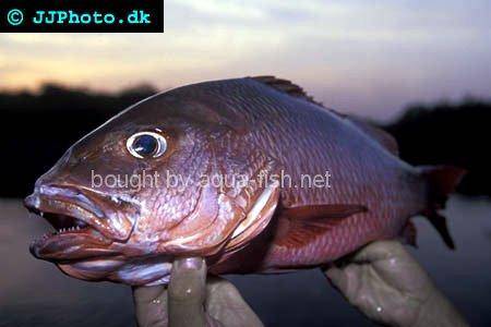 African Red Snapper picture; adult specimen