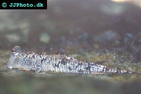 Atlantic Mudskipper picture 3