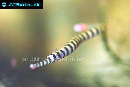 Banded Pipefish picture no. 1