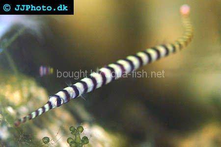 Banded Pipefish picture no. 2