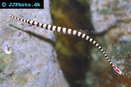 Banded Pipefish picture no. 3