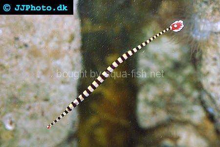 Banded Pipefish picture no. 4