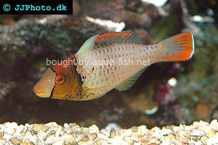 Bicolor Parrotfish picture no. 2