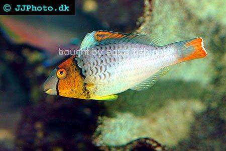 Bicolor Parrotfish picture no. 3