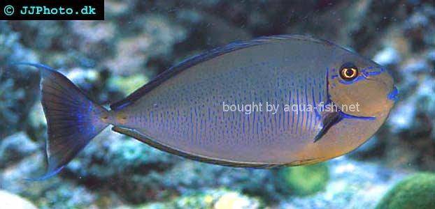 Bignose Unicornfish picture