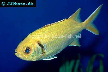 Blackbar Soldierfish picture no. 1
