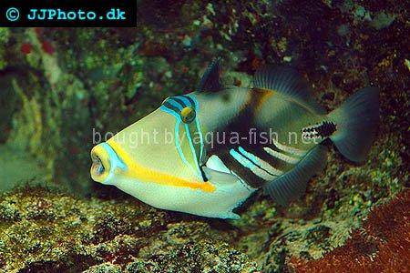 Blackbar Triggerfish picture no. 2