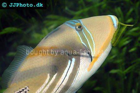 Blackbar Triggerfish picture no. 5