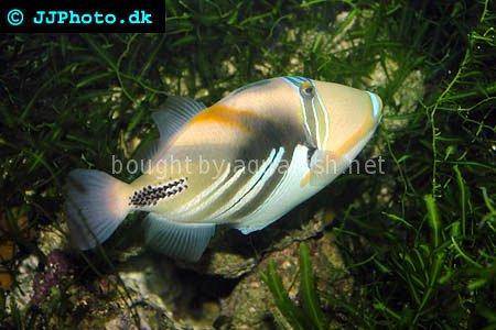 Blackbar Triggerfish picture no. 6