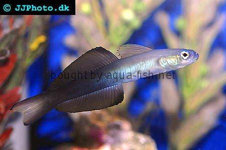 Blackfin Dartfish picture no. 1