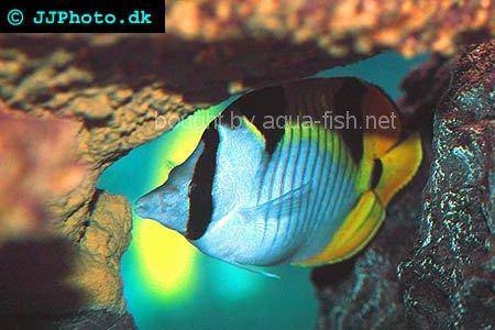 Blackwedgeg Butterflyfish picture no. 2