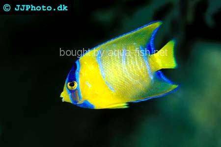 Blue Angelfish picture