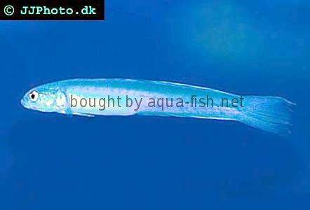 Blue Hana Goby picture