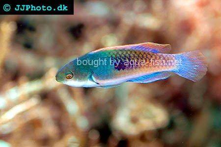 Blue Head Fairy Wrasse picture 1