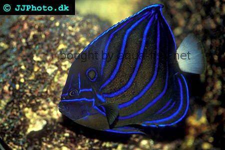 Bluering Angelfish picture 1
