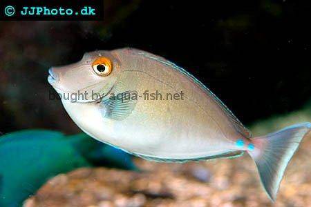 Bluespine Unicornfish, picture 2
