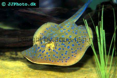 Bluespotted Ribbontail Ray picture no. 2