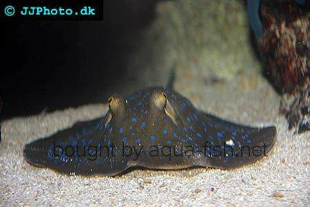 Bluespotted Ribbontail Ray picture no. 3