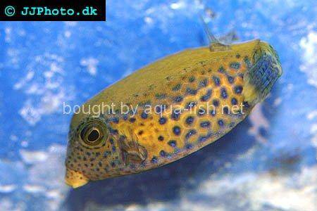Bluetail Trunkfish picture