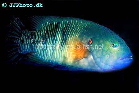 Broomtail Wrasse, picture no. 5