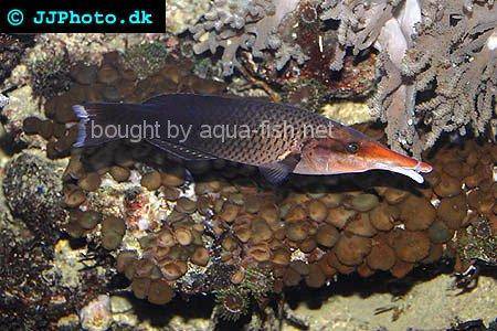 Brown Bird Wrasse picture no. 2