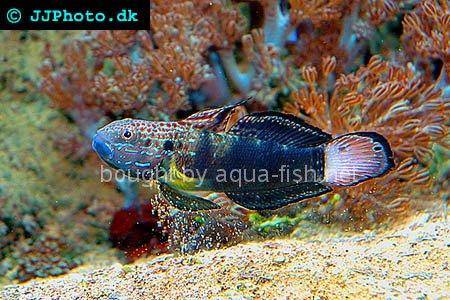 Butterfly Goby, picture 4