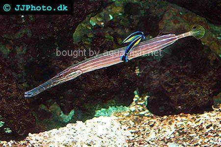 Chinese Trumpetfish, picture no. 1