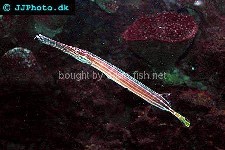 Chinese Trumpetfish, picture no. 2
