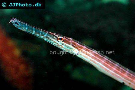 Chinese Trumpetfish, picture no. 3
