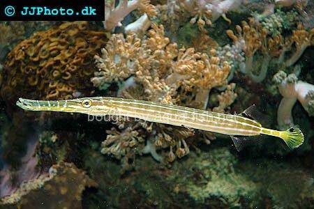 Chinese Trumpetfish, picture no. 4