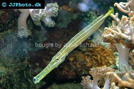 Chinese Trumpetfish, picture no. 5