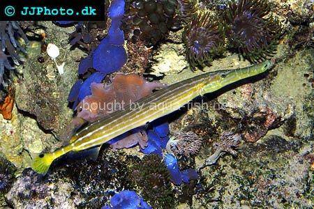 Chinese Trumpetfish, picture no. 6