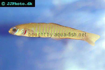 Chinese Zebra Goby picture