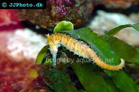 Crowned Seahorse picture no. 1