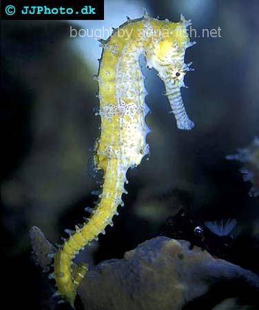 Crowned Seahorse picture no. 2