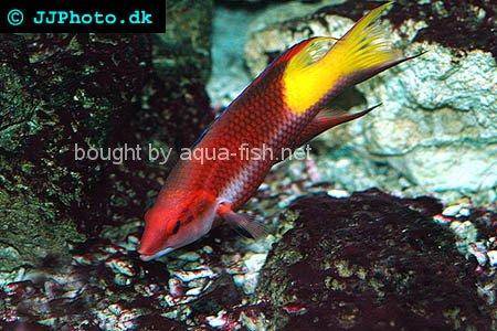 Cuban Hogfish picture