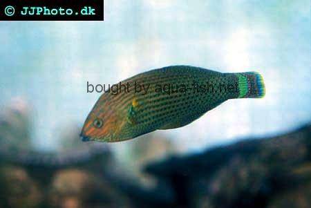 Dusky Wrasse picture