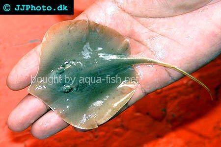 Dwarf Whipray picture