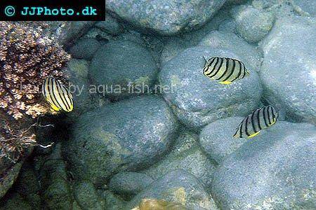 Eightband Butterflyfish picture 2
