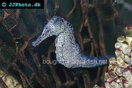 Erectus Seahorse picture 1